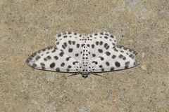 Antipercnia albinigrata