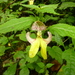 Impatiens falcifer - Photo (c) Elizabeth Byers, some rights reserved (CC BY-NC), uploaded by Elizabeth Byers