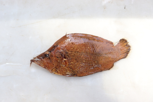 Amazon leaffish (Monocirrhus polyacanthus) — Polycentridae