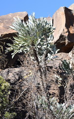 Cussonia paniculata paniculata