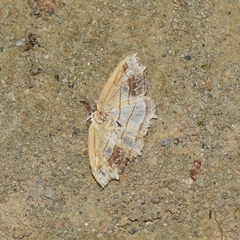 Leucoblepsis excisa