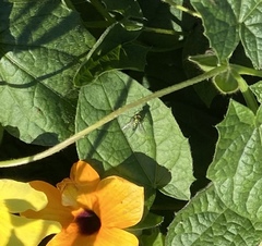 Condylostylus longicornis