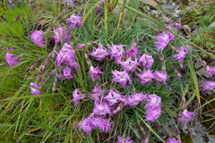 Dianthus pygmaeus