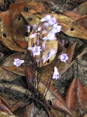 Apteria aphylla