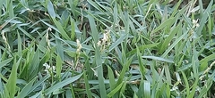Zoysia matrella