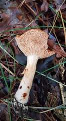 Hydnum cuspidatum