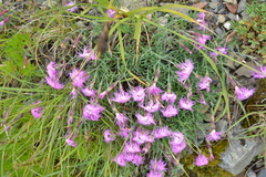 Dianthus pygmaeus
