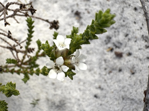Gardenroute Beardbuchu (Euchaetis burchellii)