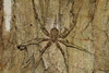 Mexican Two-tailed Spider - Photo (c) Juan Cruzado Cortés, some rights reserved (CC BY-SA), uploaded by Juan Cruzado Cortés