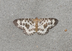 Percnia luridaria