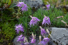 Dianthus pygmaeus