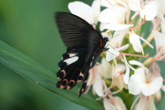 Papilio thaiwanus