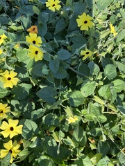 Condylostylus longicornis