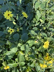 Condylostylus longicornis