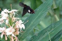 Papilio thaiwanus
