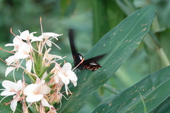 Papilio thaiwanus