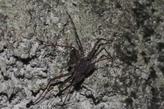 Phrynus whitei