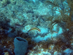 Halichoeres maculipinna