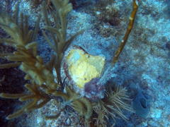 Pteria colymbus