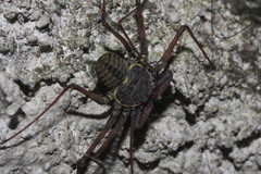 Phrynus whitei