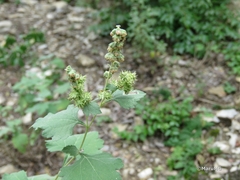 Ambrosia cordifolia