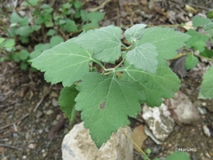 Ambrosia cordifolia