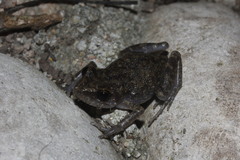 Eleutherodactylus pipilans