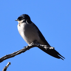 Hirundo dimidiata