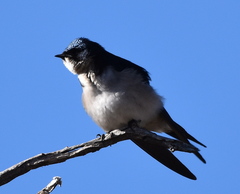 Hirundo dimidiata