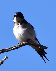 Hirundo dimidiata