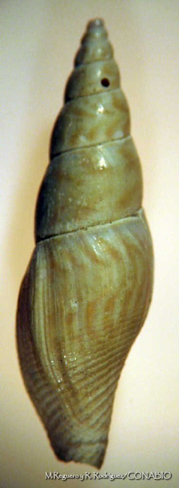 Cosmioconcha pergracilis