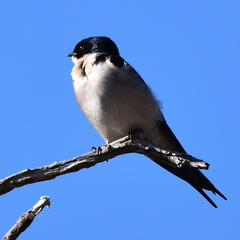 Hirundo dimidiata