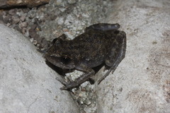 Eleutherodactylus pipilans