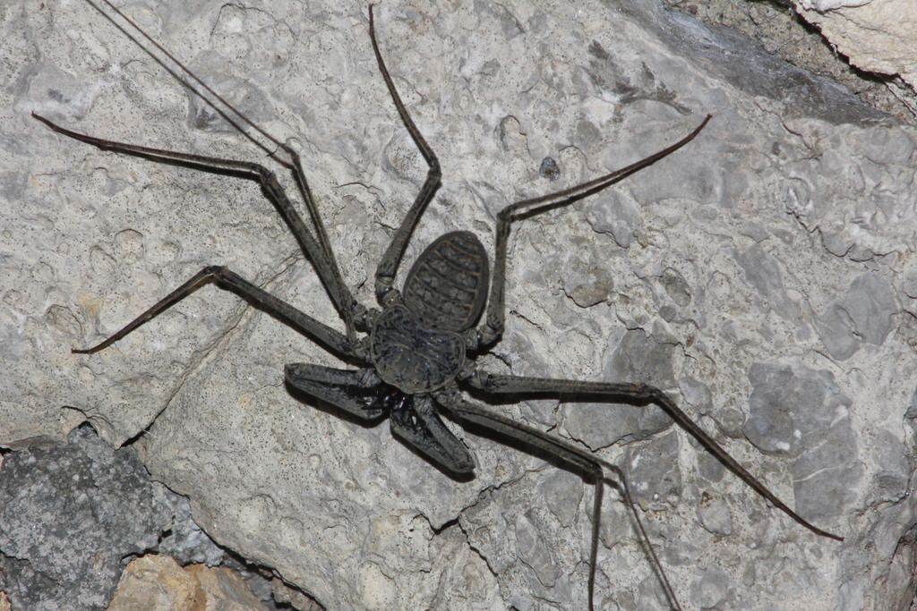 Phrynus whitei