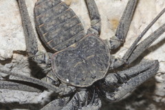 Phrynus whitei