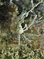 Achaeus spinosus
