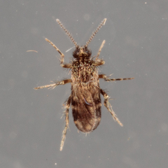 Forcipomyia cinctipes