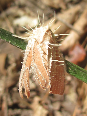 Akanthomyces