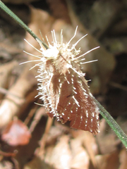 Akanthomyces
