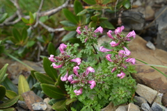 Pedicularis ikomai