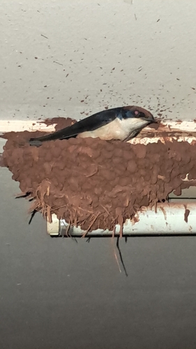 Wire-tailed Swallow