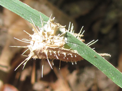 Akanthomyces