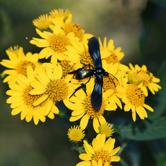 Macrocneme chrysitis