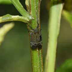 Alaruasa lepida