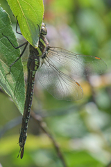 Aeshna palmata