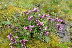 Pedicularis ikomai