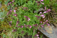 Pedicularis ikomai