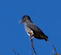 Chelidoptera tenebrosa