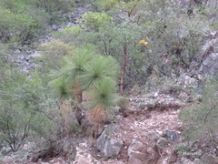 Yucca queretaroensis