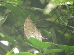 Consul electra electra